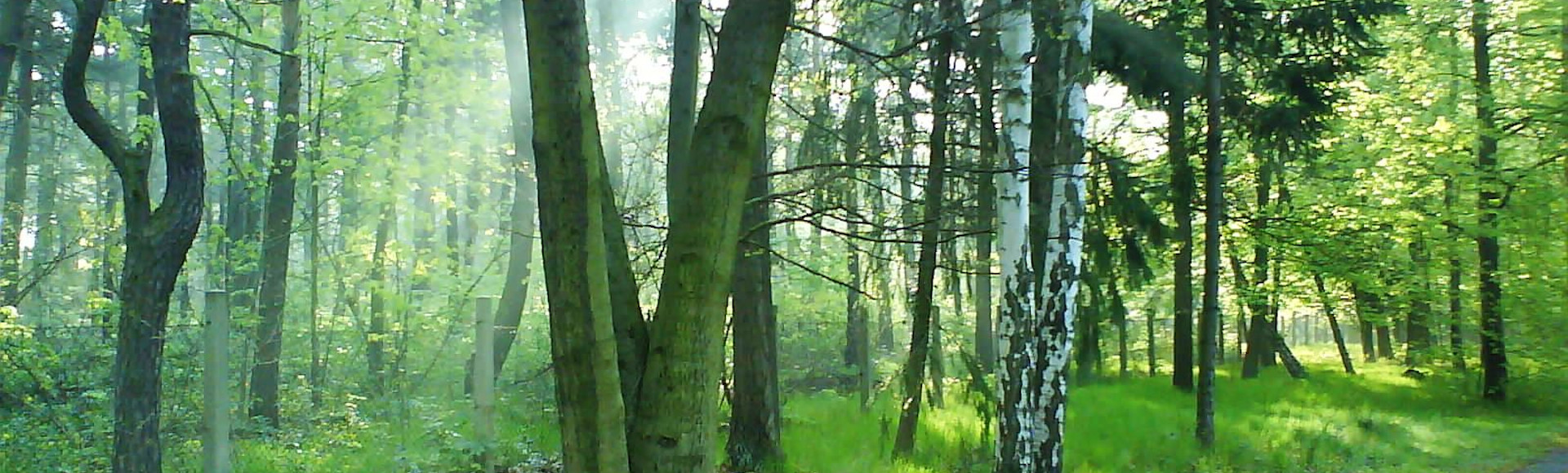 Wald im Nebel Ratsheide Ferienwohnung Spremberg